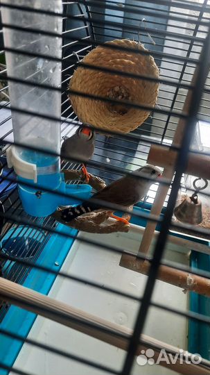 Продам двух амадинов, девочки 6 месяцев, с клеткой