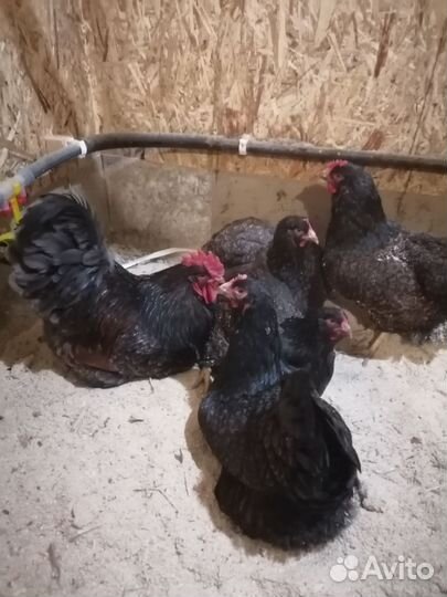 Куры петухи