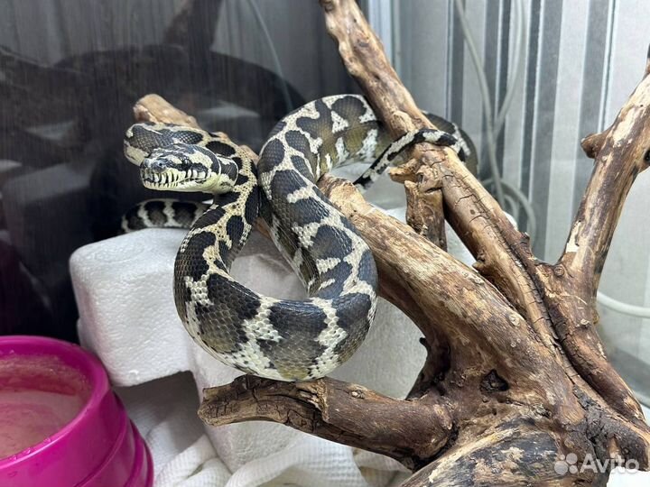 Змея Morelia spilota harrisoni