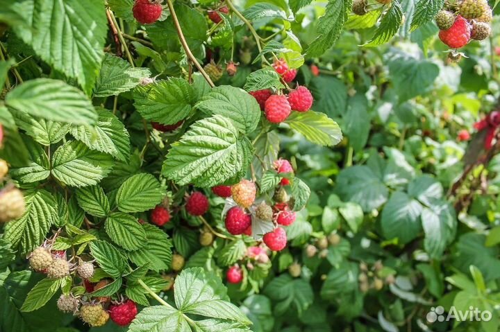 Малина разные сорта