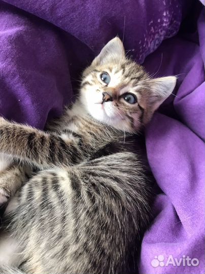 Красивые котятки, 1 мес девочки