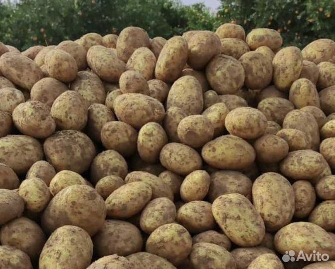 Картофель фермерский с доставкой на дом
