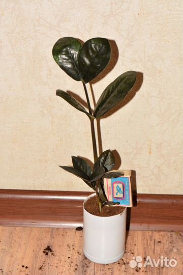 Замиокулькас черный сорт Равен