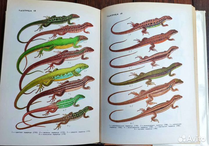 Земноводные и пресмыкающиеся. Patrick Boussignac