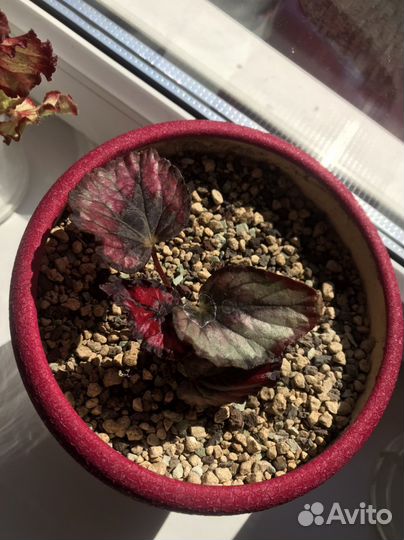 Бегония Red kiss