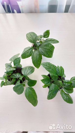 Клеродендрум Томпсона