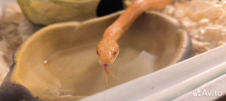 Моисовый полоз