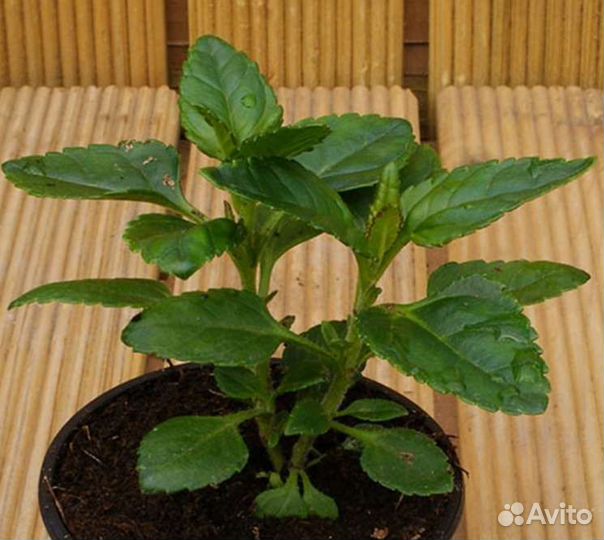 Рассада, Вероника