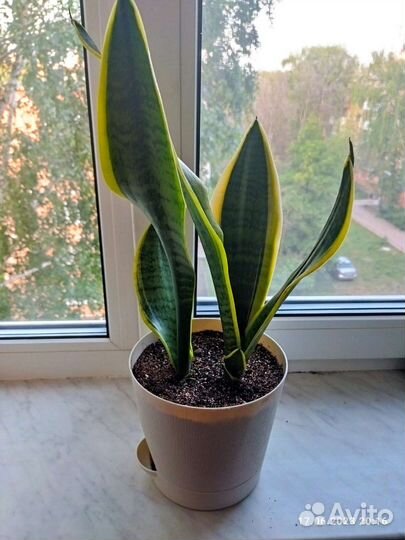 Сансевиерия