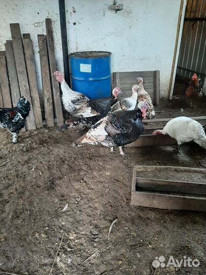 Индюки домашние