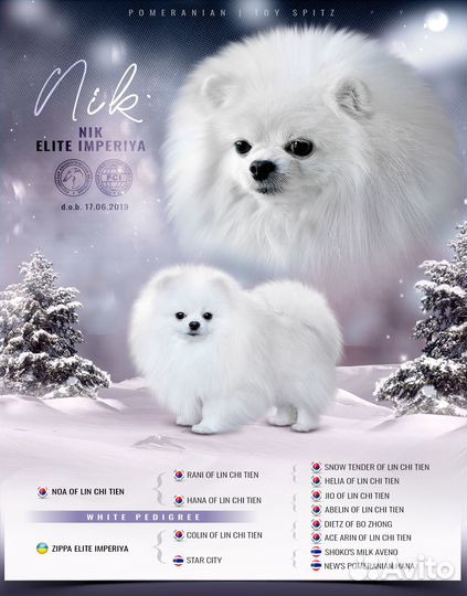 Белый шпиц. Вязка