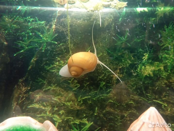 Улитки ампулярии