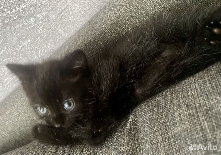 Котята в добрые руки бесплатно мальчик