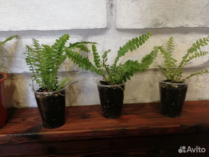 Папоротник nephrolepis cordifolia 