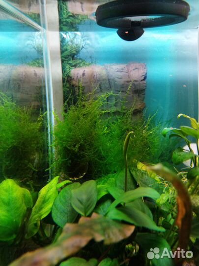 Аквариумное растение мох стринг