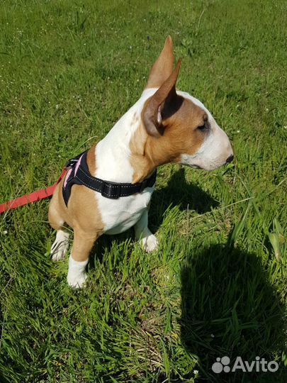 Бультерьер