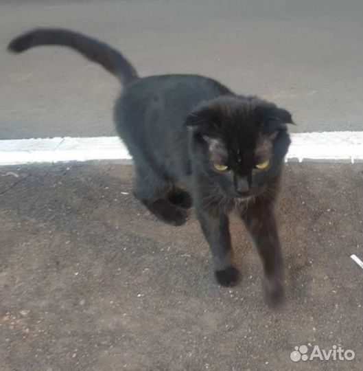 Кошечка вислоушка