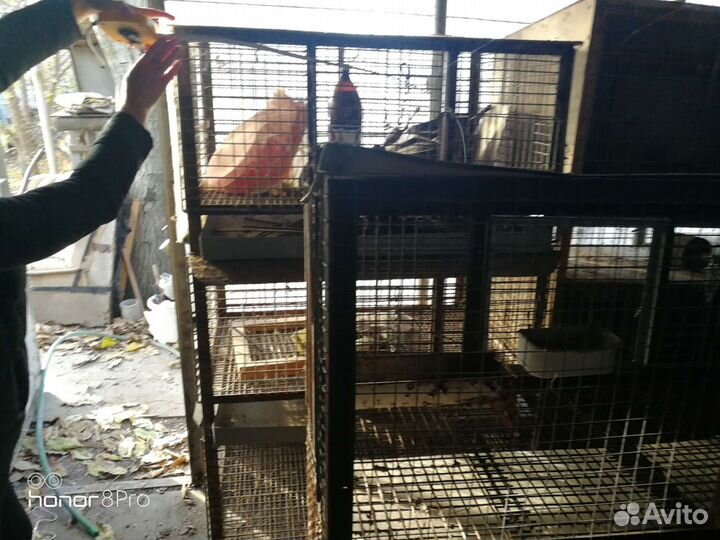 Клетки для кроликов и нутрий
