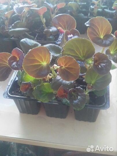 Рассада Бегонии вечно цветущая бронзоволистная