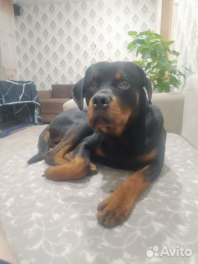 Отдам в хорошие руки собаку