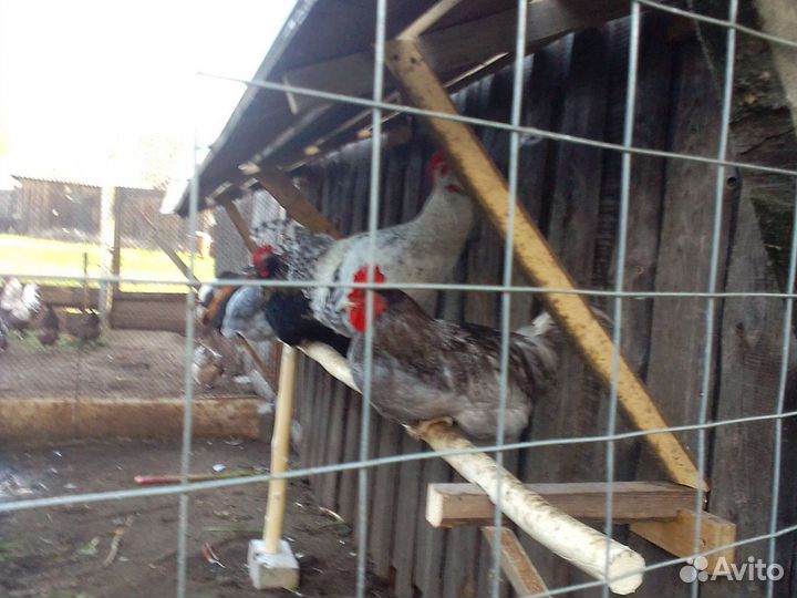 Петухи домашние