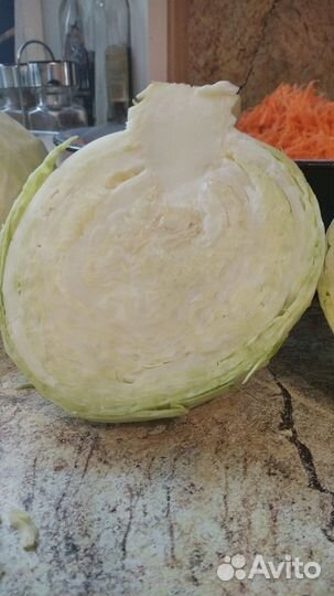 Капуста домашняя белокочанная