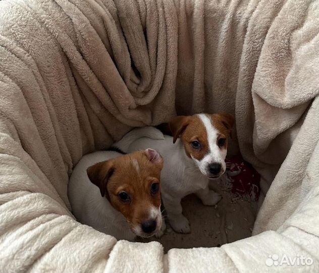 Щенки джек рассел терьер гладкошерстный