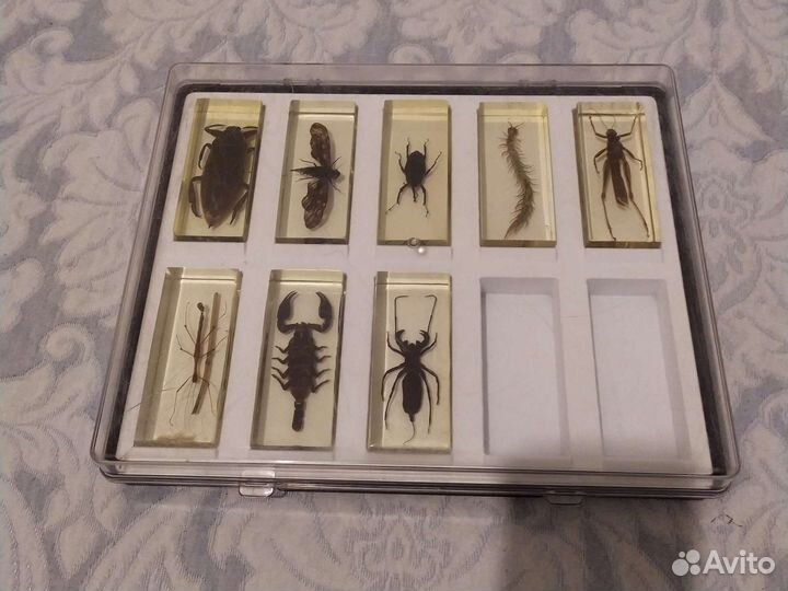 Насекомые жуки