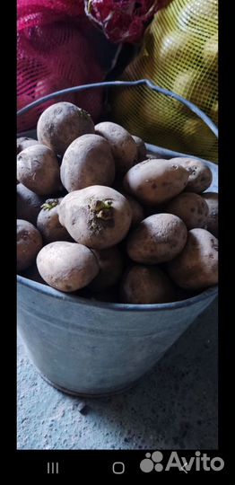 Картофель на посадку