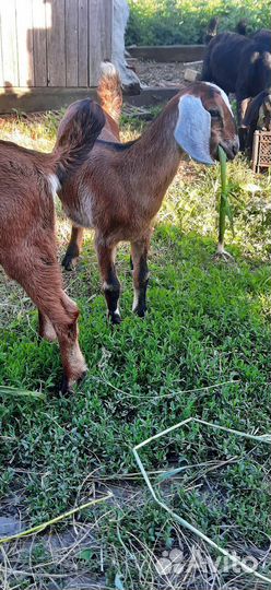 Англо нубийские козлята