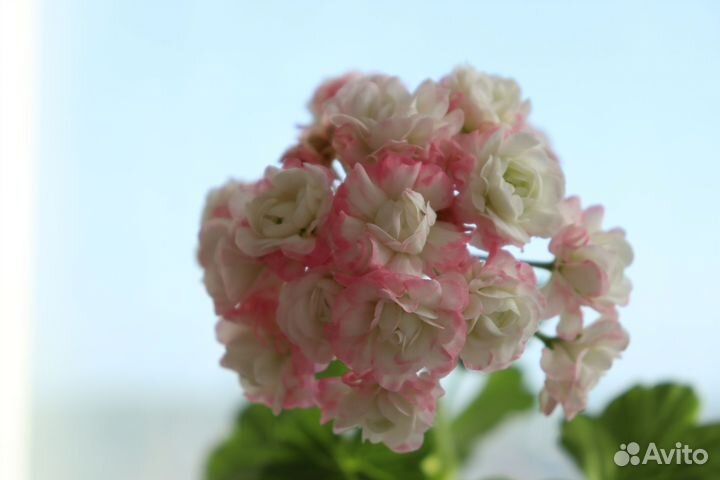 Пеларгонии сортовые. Апрельский снег