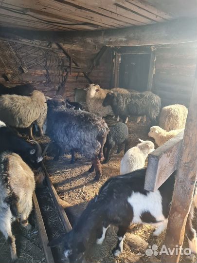 Овцы бараны