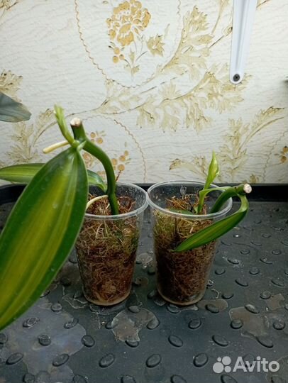 Орхидея ваниль