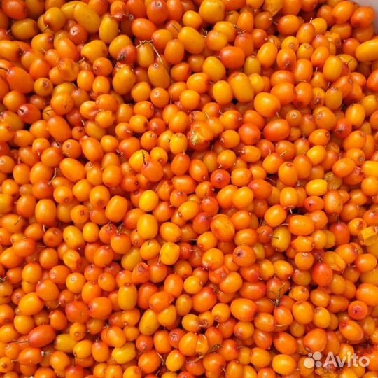 Облепиха ягоды