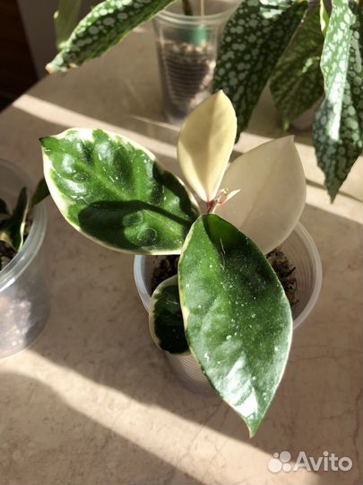 Хойи сортовые