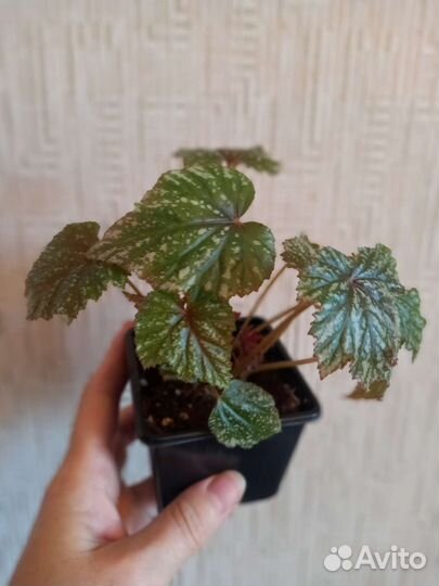 Бегонии детки