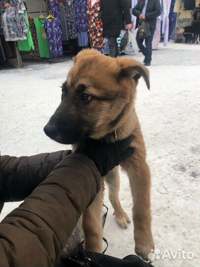 Щенок в добрые руки
