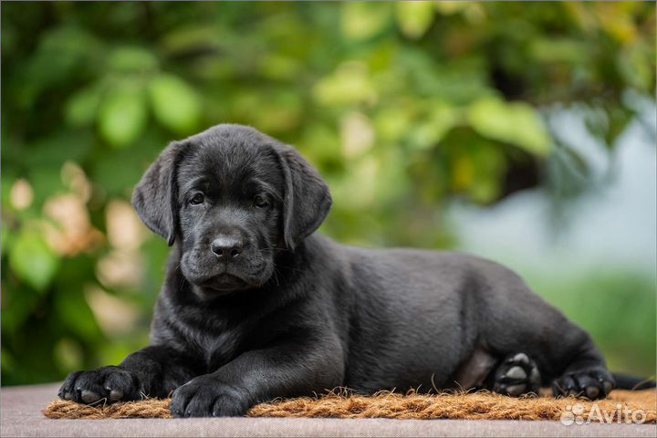 Лабрадор ретривер щенки