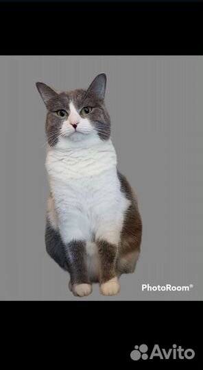 Кошка Сакура 9 месяцев, стерелизованна реализованн