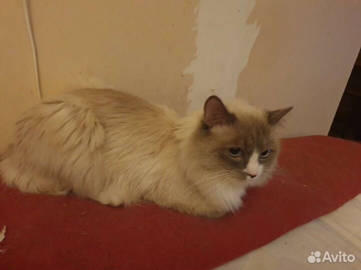 Котик на пристрой