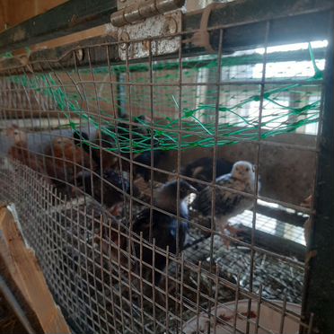 Куры цыплята