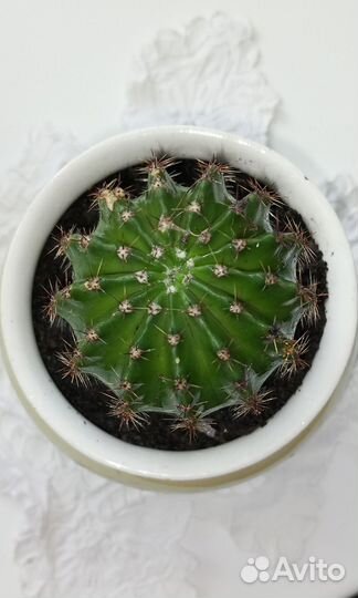 Кактус