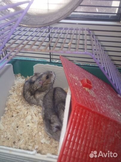 Продам хомяков