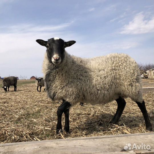 Продам баранину