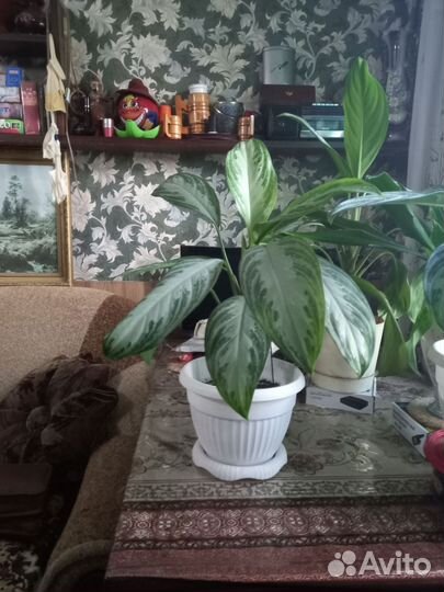 Аглаонема Бьюти Бей