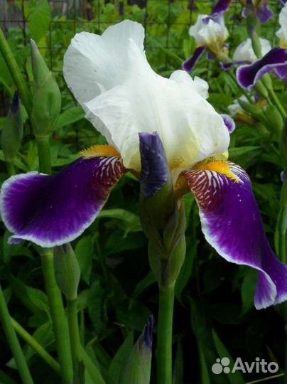 Ирис Вабаш (Wabash)