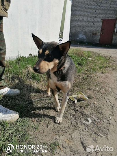 Собака в добрые руки