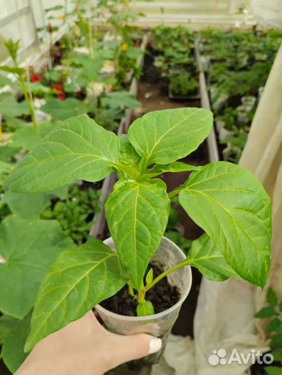 Рассада перца