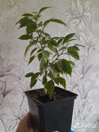 Фикус Кинки