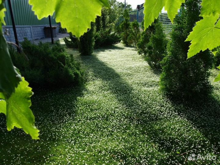 Необычный яркий газон мшанка - Аlena.park